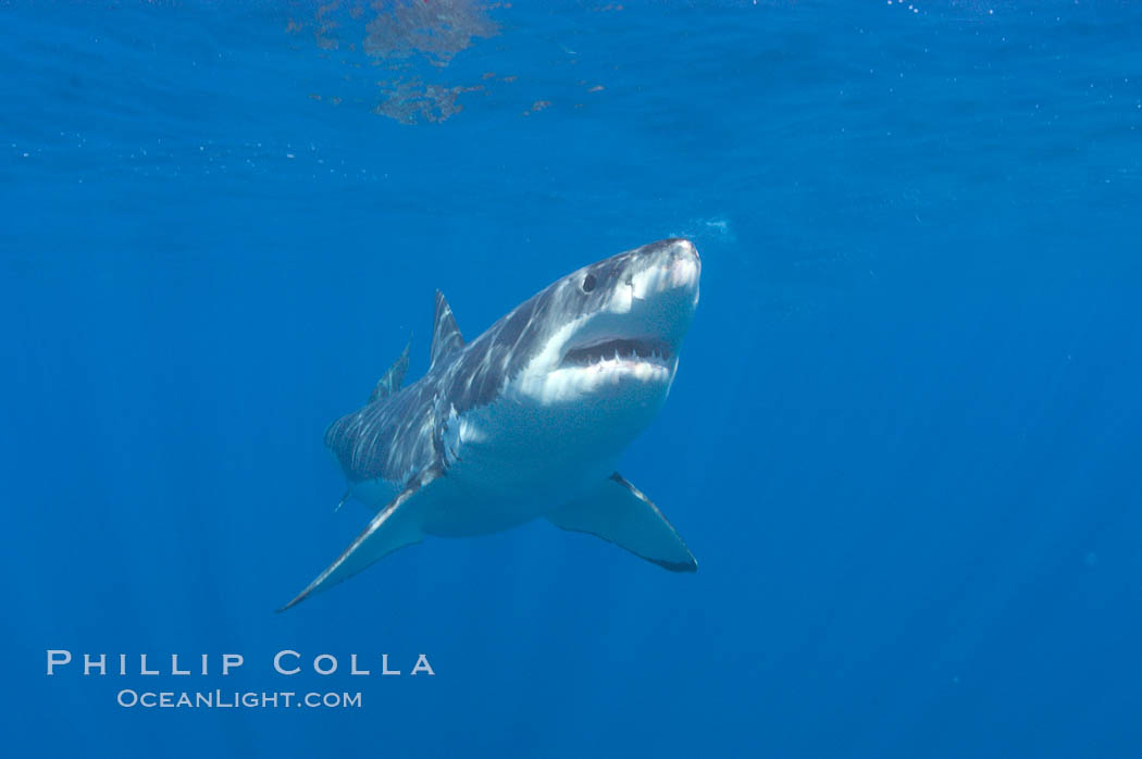 A great white shark lunges to chomp a piece of bait hanging amid the clear waters of Isla Guadalupe, far offshore of the Pacific Coast of Baja California.  Guadalupe Island is host to a concentration of large great white sharks, which visit the island to feed on pinnipeds and tuna. Guadalupe Island (Isla Guadalupe), Mexico, Carcharodon carcharias, natural history stock photograph, photo id 07688