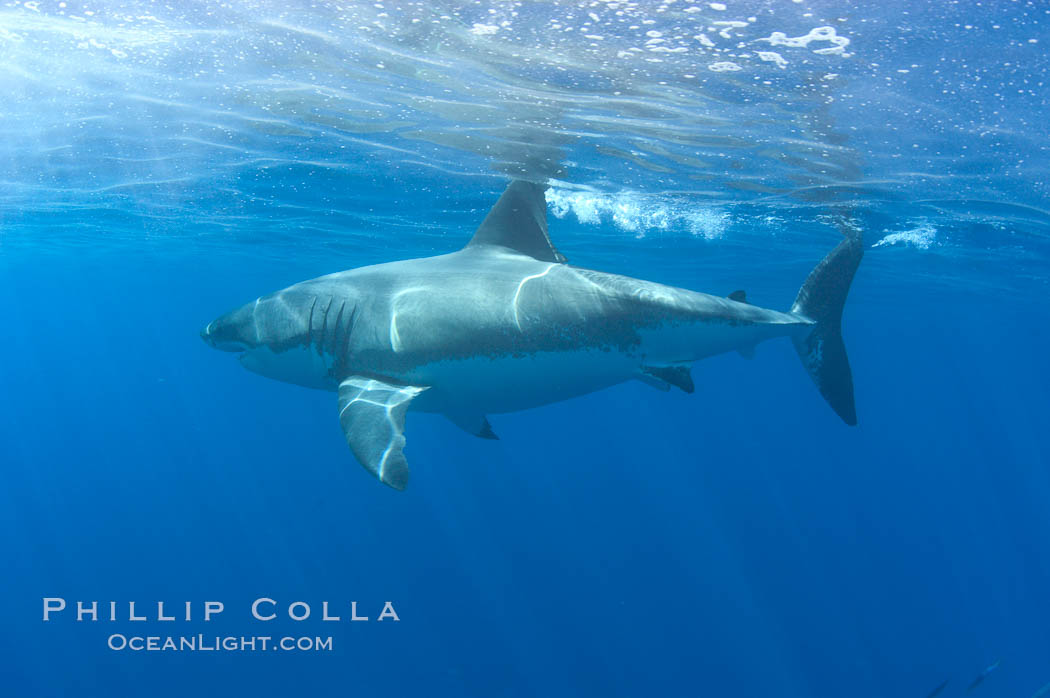 A great white shark swims at the surface with its dorsal fin above water. Guadalupe Island (Isla Guadalupe), Baja California, Mexico, Carcharodon carcharias, natural history stock photograph, photo id 07692