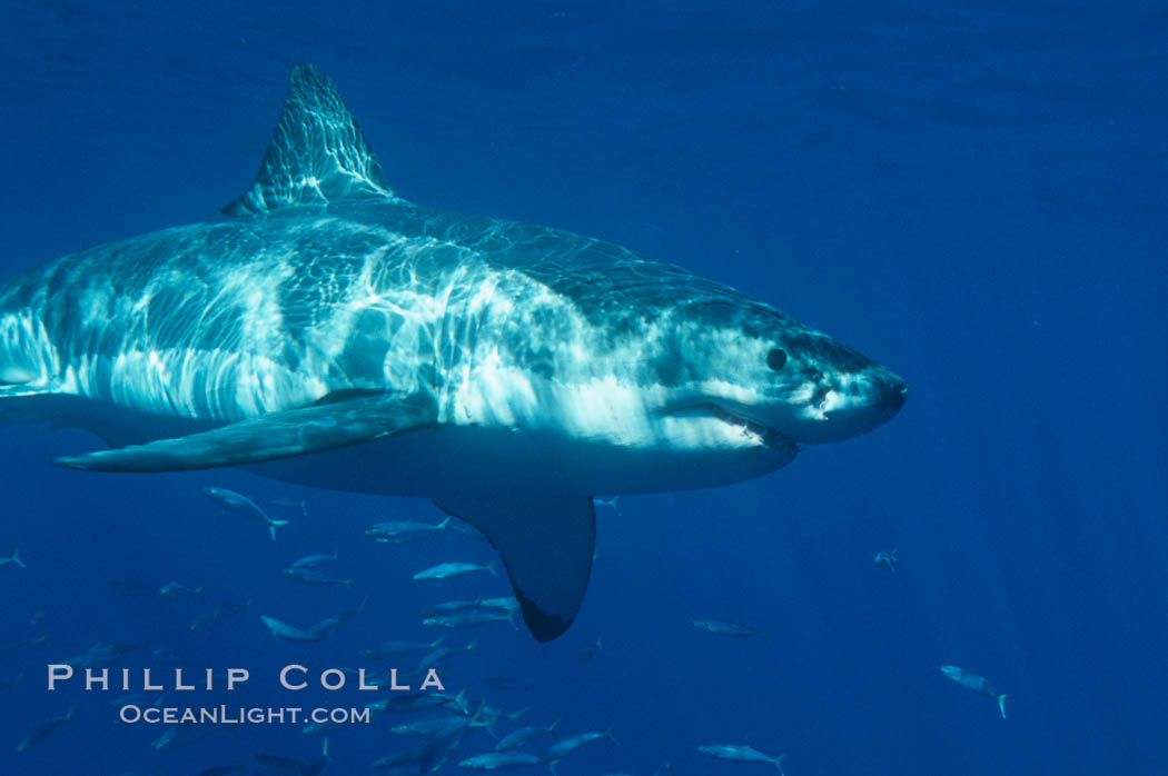 A great white shark swims through the clear waters of Isla Guadalupe, far offshore of the Pacific Coast of Baja California.  Guadalupe Island is host to a concentration of large great white sharks, which visit the island to feed on pinnipeds and tuna. Guadalupe Island (Isla Guadalupe), Mexico, Carcharodon carcharias, natural history stock photograph, photo id 07700