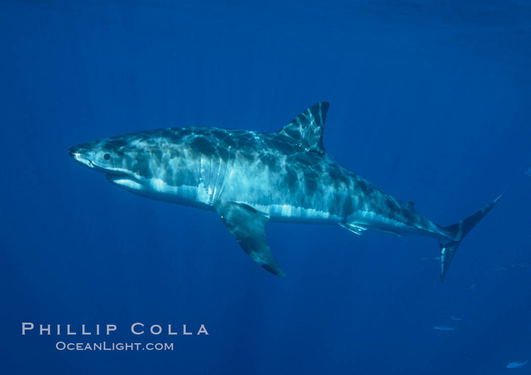 A great white shark swims through the clear waters of Isla Guadalupe, far offshore of the Pacific Coast of Baja California.  Guadalupe Island is host to a concentration of large great white sharks, which visit the island to feed on pinnipeds and tuna. Guadalupe Island (Isla Guadalupe), Mexico, Carcharodon carcharias, natural history stock photograph, photo id 07704