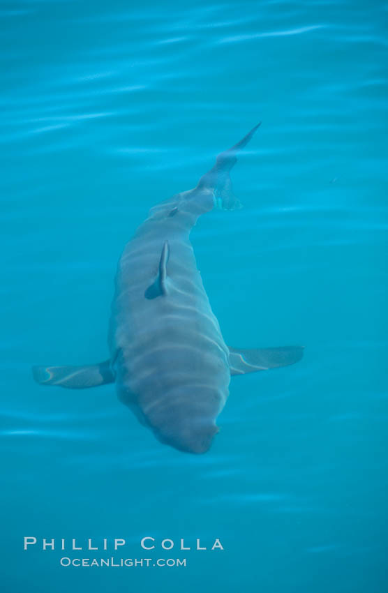 A great white shark swims just below the rippled ocean surface of Isla Guadalupe, far offshore of the Pacific Coast of Baja California. Guadalupe Island (Isla Guadalupe), Mexico, Carcharodon carcharias, natural history stock photograph, photo id 07720