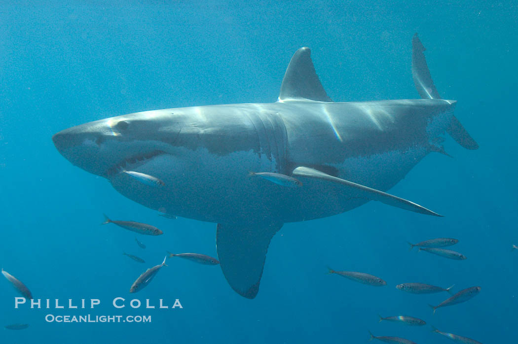 A great white shark swims through the clear waters of Isla Guadalupe, far offshore of the Pacific Coast of Baja California.  Guadalupe Island is host to a concentration of large great white sharks, which visit the island to feed on pinnipeds and tuna., Carcharodon carcharias, natural history stock photograph, photo id 07744