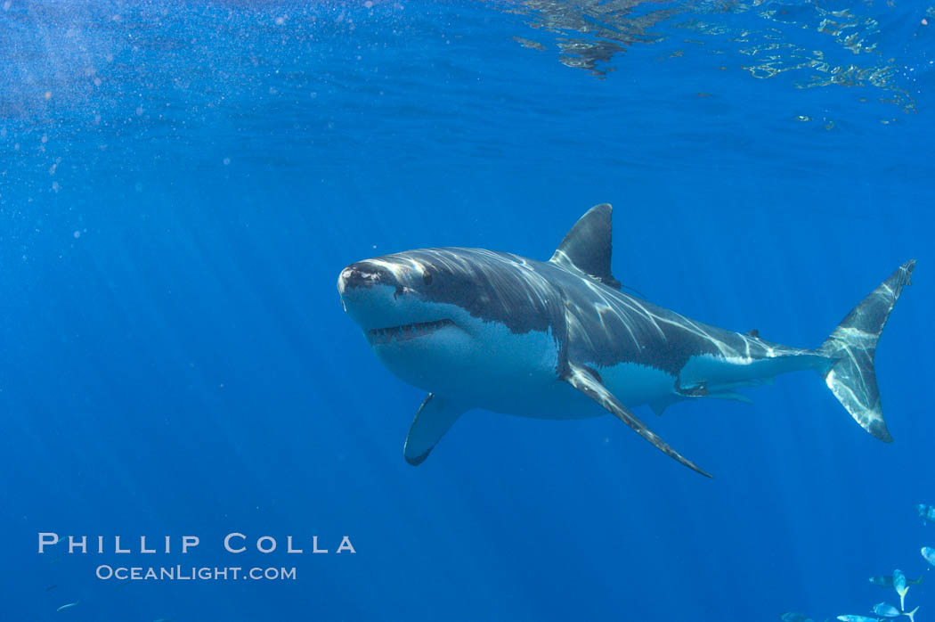 A great white shark swims through the clear waters of Isla Guadalupe, far offshore of the Pacific Coast of Baja California.  Guadalupe Island is host to a concentration of large great white sharks, which visit the island to feed on pinnipeds and tuna. Guadalupe Island (Isla Guadalupe), Mexico, Carcharodon carcharias, natural history stock photograph, photo id 07671