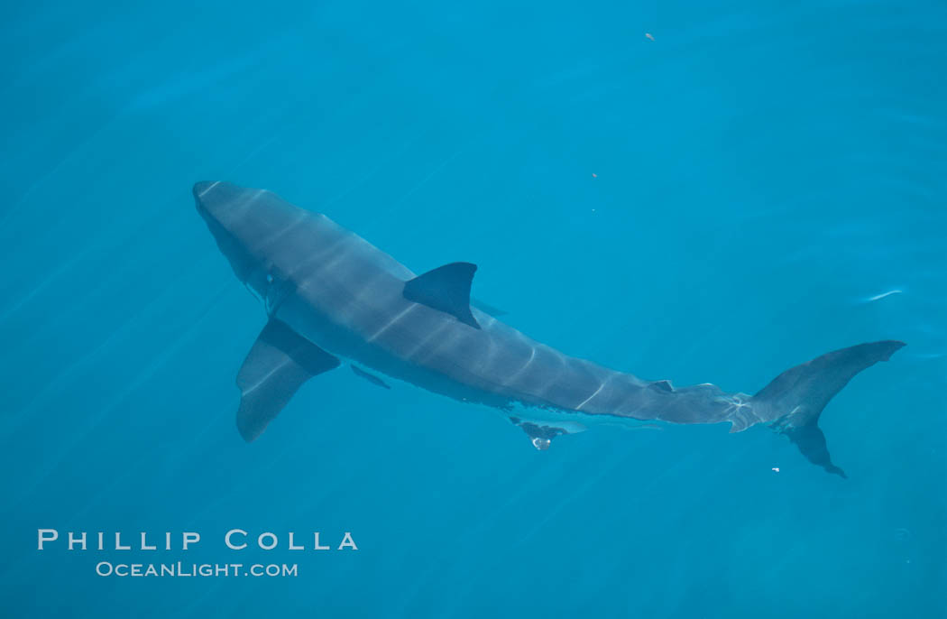 A great white shark swims just below the rippled ocean surface of Isla Guadalupe, far offshore of the Pacific Coast of Baja California. Guadalupe Island (Isla Guadalupe), Mexico, Carcharodon carcharias, natural history stock photograph, photo id 07719