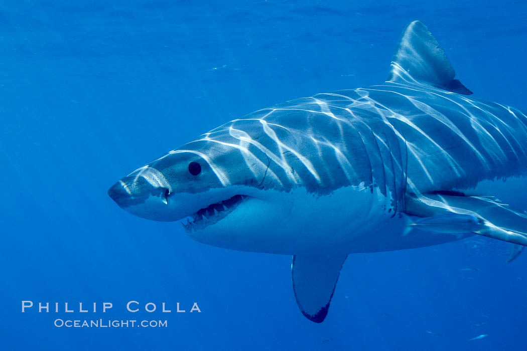 A great white shark swims through the clear waters of Isla Guadalupe, far offshore of the Pacific Coast of Baja California.  Guadalupe Island is host to a concentration of large great white sharks, which visit the island to feed on pinnipeds and tuna. Guadalupe Island (Isla Guadalupe), Mexico, Carcharodon carcharias, natural history stock photograph, photo id 07727