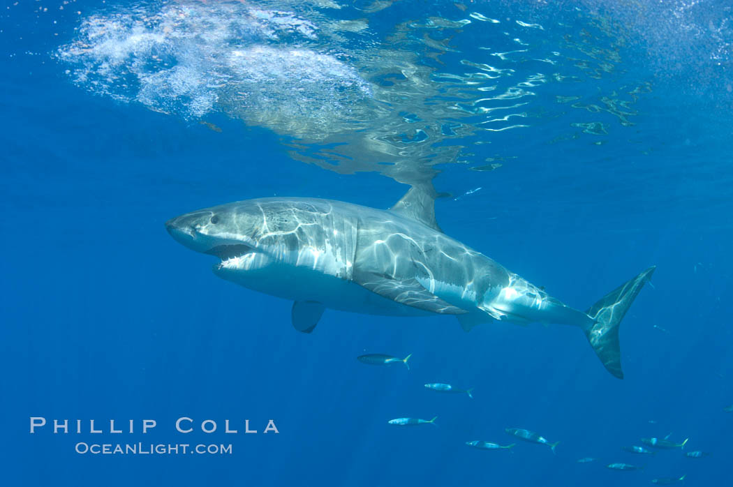 A great white shark lunges to chomp a piece of bait hanging amid the clear waters of Isla Guadalupe, far offshore of the Pacific Coast of Baja California.  Guadalupe Island is host to a concentration of large great white sharks, which visit the island to feed on pinnipeds and tuna. Guadalupe Island (Isla Guadalupe), Mexico, Carcharodon carcharias, natural history stock photograph, photo id 07689