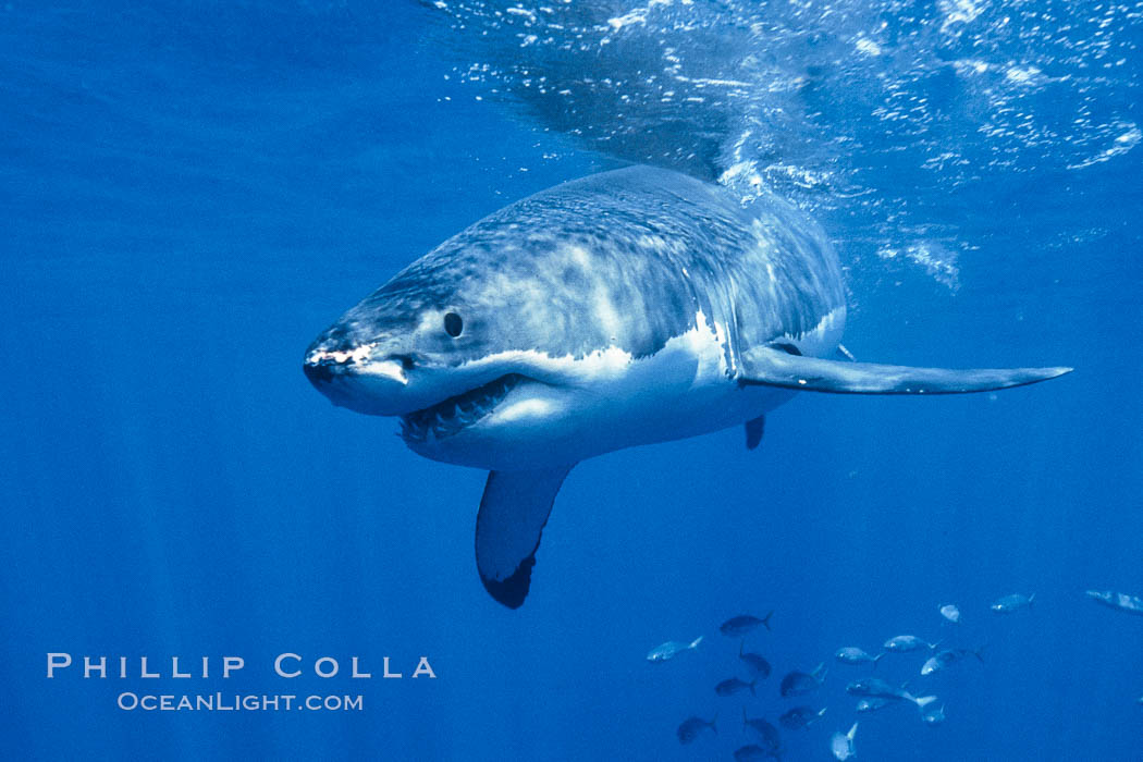 A great white shark swims through the clear waters of Isla Guadalupe, far offshore of the Pacific Coast of Baja California.  Guadalupe Island is host to a concentration of large great white sharks, which visit the island to feed on pinnipeds and tuna. Guadalupe Island (Isla Guadalupe), Mexico, Carcharodon carcharias, natural history stock photograph, photo id 07705