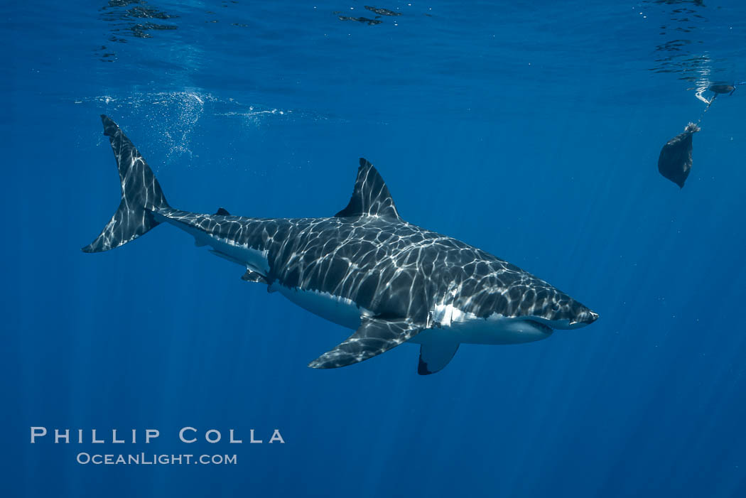 Great white shark, research identification photograph.  A great white shark is countershaded, with a dark gray dorsal color and light gray to white underside, making it more difficult for the shark's prey to see it as approaches from above or below in the water column. The particular undulations of the countershading line along its side, where gray meets white, is unique to each shark and helps researchers to identify individual sharks in capture-recapture studies. Guadalupe Island is host to a relatively large population of great white sharks who, through a history of video and photographs showing their countershading lines, are the subject of an ongoing study of shark behaviour, migration and population size. Guadalupe Island (Isla Guadalupe), Baja California, Mexico, Carcharodon carcharias, natural history stock photograph, photo id 28764