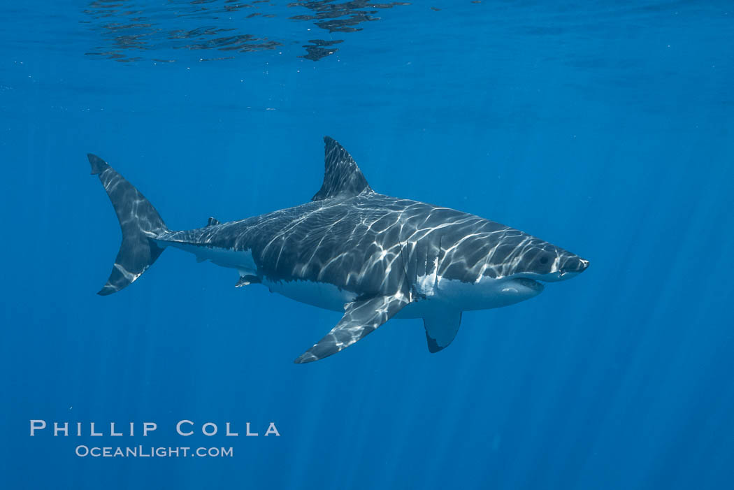 Great white shark, research identification photograph.  A great white shark is countershaded, with a dark gray dorsal color and light gray to white underside, making it more difficult for the shark's prey to see it as approaches from above or below in the water column. The particular undulations of the countershading line along its side, where gray meets white, is unique to each shark and helps researchers to identify individual sharks in capture-recapture studies. Guadalupe Island is host to a relatively large population of great white sharks who, through a history of video and photographs showing their countershading lines, are the subject of an ongoing study of shark behaviour, migration and population size. Guadalupe Island (Isla Guadalupe), Baja California, Mexico, Carcharodon carcharias, natural history stock photograph, photo id 28763