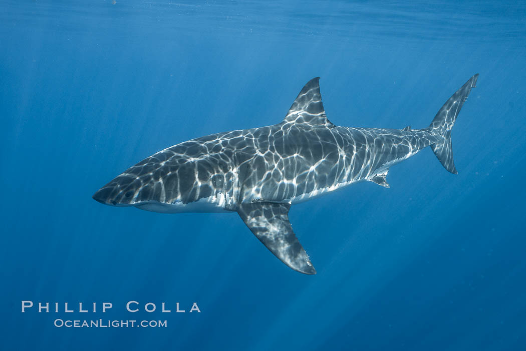 Great white shark, research identification photograph.  A great white shark is countershaded, with a dark gray dorsal color and light gray to white underside, making it more difficult for the shark's prey to see it as approaches from above or below in the water column. The particular undulations of the countershading line along its side, where gray meets white, is unique to each shark and helps researchers to identify individual sharks in capture-recapture studies. Guadalupe Island is host to a relatively large population of great white sharks who, through a history of video and photographs showing their countershading lines, are the subject of an ongoing study of shark behaviour, migration and population size. Guadalupe Island (Isla Guadalupe), Baja California, Mexico, Carcharodon carcharias, natural history stock photograph, photo id 28767