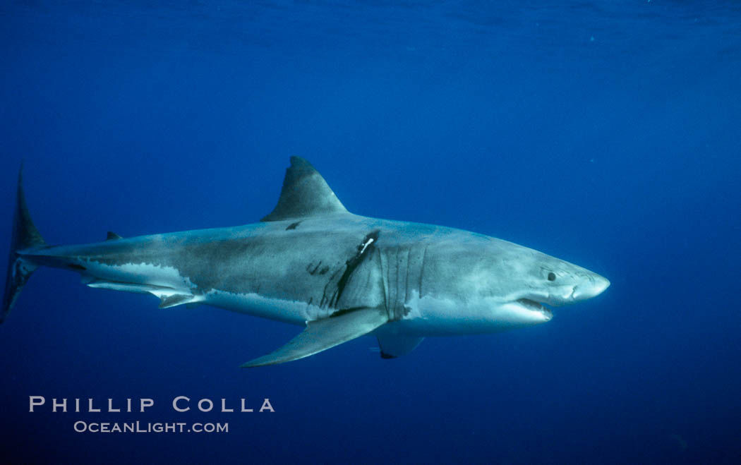 Great white shark, injury behind right pectoral fin likely from another white shark during courtship or territorial dispute. Guadalupe Island (Isla Guadalupe), Baja California, Mexico, Carcharodon carcharias, natural history stock photograph, photo id 06921