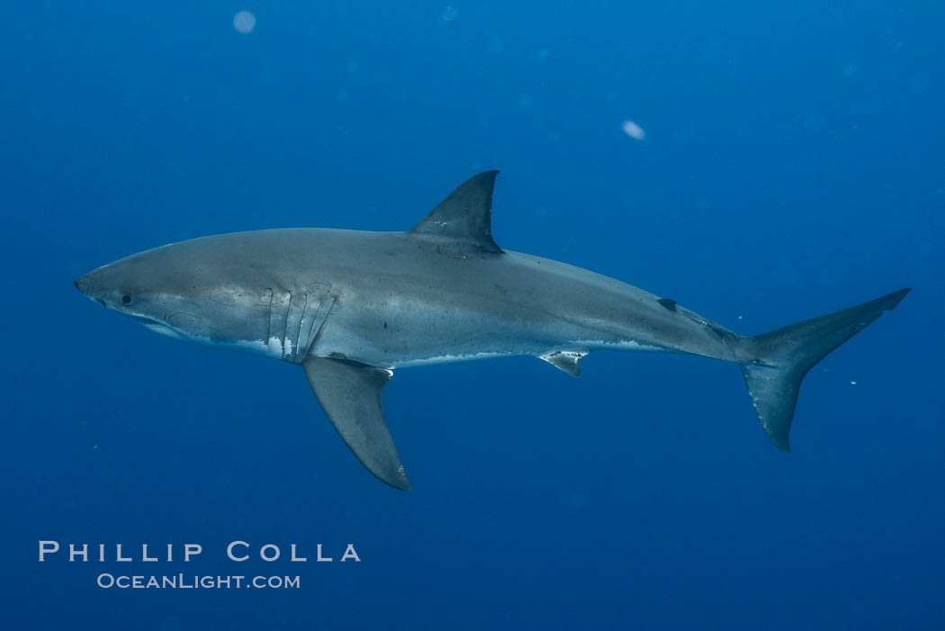 Great white shark, research identification photograph.  A great white shark is countershaded, with a dark gray dorsal color and light gray to white underside, making it more difficult for the shark's prey to see it as approaches from above or below in the water column. The particular undulations of the countershading line along its side, where gray meets white, is unique to each shark and helps researchers to identify individual sharks in capture-recapture studies. Guadalupe Island is host to a relatively large population of great white sharks who, through a history of video and photographs showing their countershading lines, are the subject of an ongoing study of shark behaviour, migration and population size. Guadalupe Island (Isla Guadalupe), Baja California, Mexico, Carcharodon carcharias, natural history stock photograph, photo id 28761