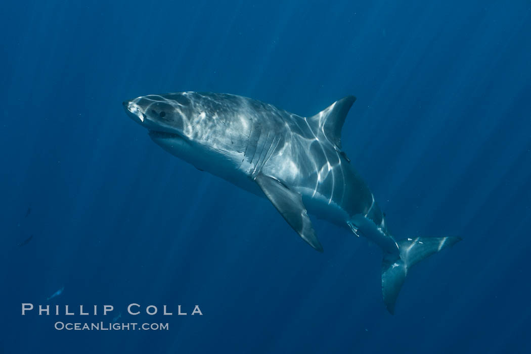 Great white shark, research identification photograph.  A great white shark is countershaded, with a dark gray dorsal color and light gray to white underside, making it more difficult for the shark's prey to see it as approaches from above or below in the water column. The particular undulations of the countershading line along its side, where gray meets white, is unique to each shark and helps researchers to identify individual sharks in capture-recapture studies. Guadalupe Island is host to a relatively large population of great white sharks who, through a history of video and photographs showing their countershading lines, are the subject of an ongoing study of shark behaviour, migration and population size. Guadalupe Island (Isla Guadalupe), Baja California, Mexico, Carcharodon carcharias, natural history stock photograph, photo id 28769