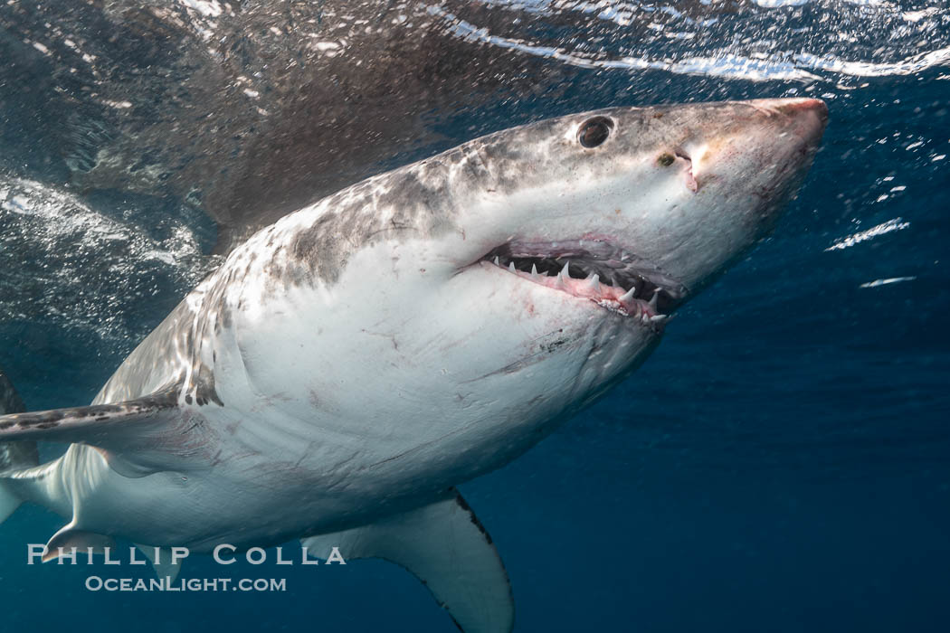 Great White Shark, South Neptune Islands, South Australia., Carcharodon carcharias, natural history stock photograph, photo id 39142