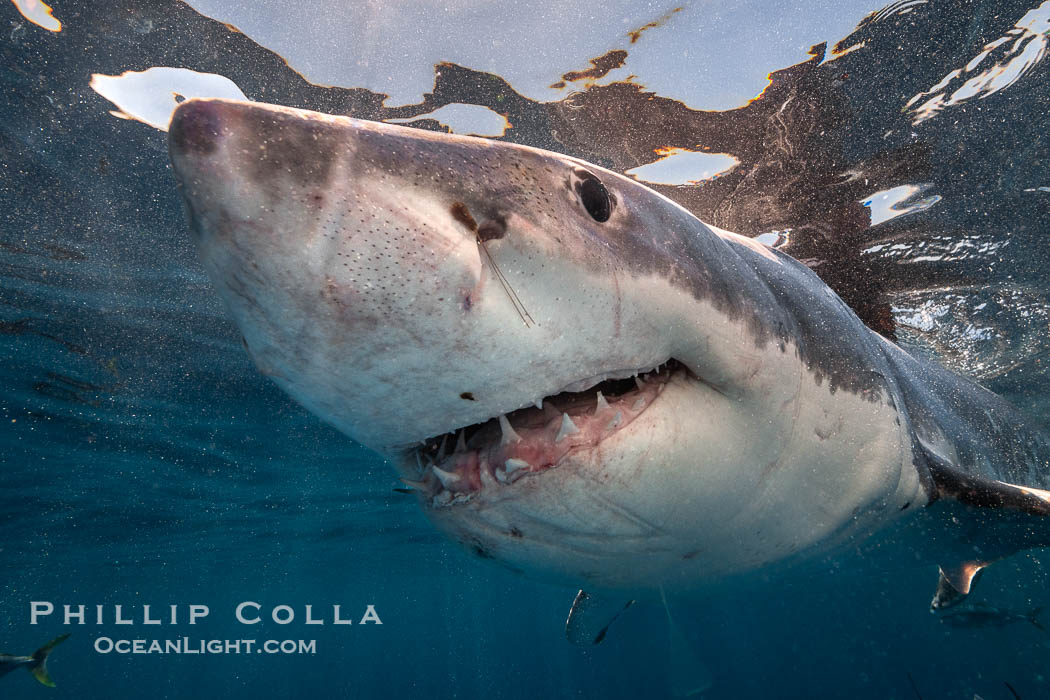 Great White Shark, South Neptune Islands, South Australia., Carcharodon carcharias, natural history stock photograph, photo id 39140