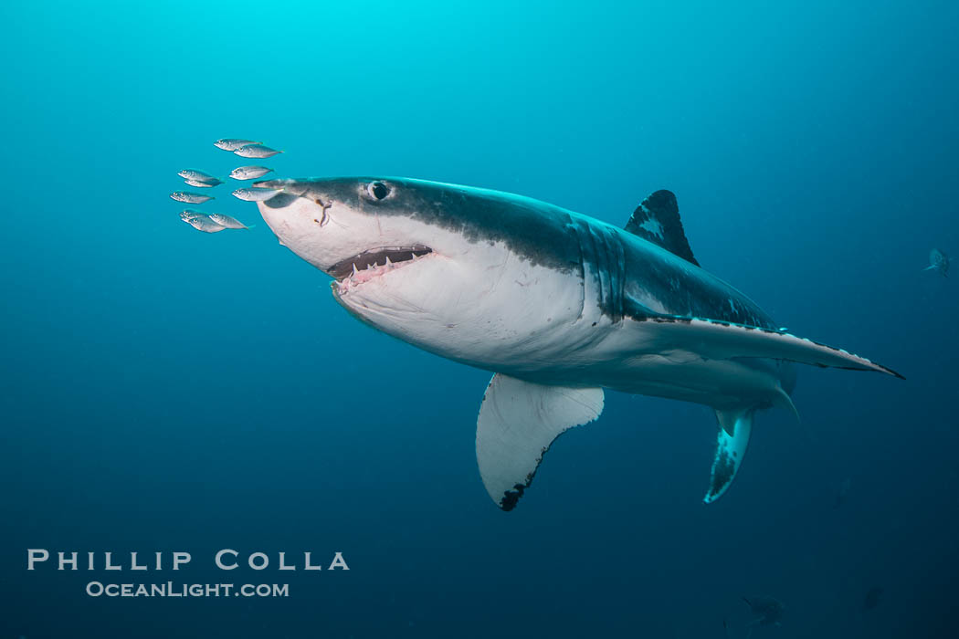 Great White Shark, South Neptune Islands, South Australia., Carcharodon carcharias, natural history stock photograph, photo id 39144