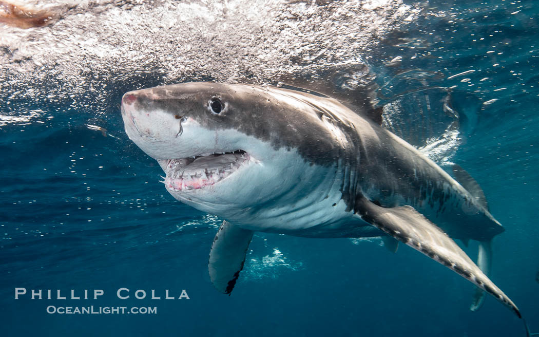 Great White Shark, South Neptune Islands, South Australia., Carcharodon carcharias, natural history stock photograph, photo id 39148