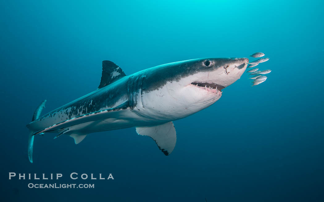 Great White Shark, South Neptune Islands, South Australia., Carcharodon carcharias, natural history stock photograph, photo id 39139