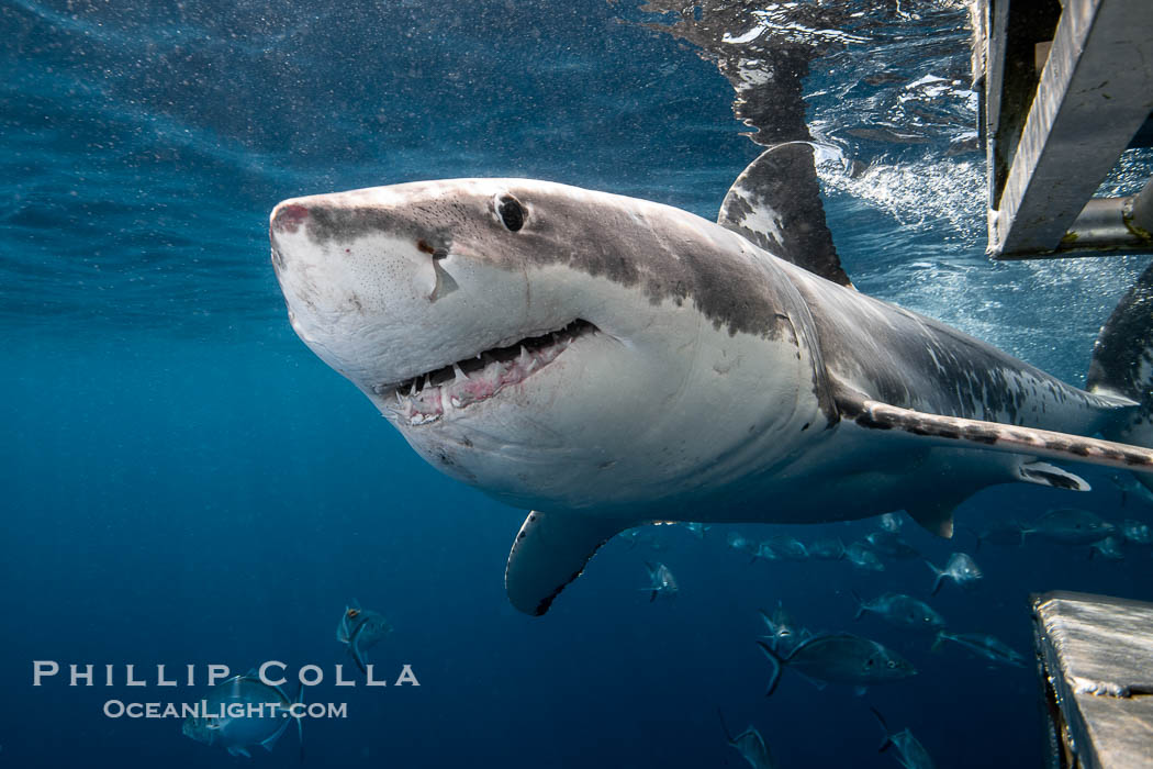 Great White Shark, South Neptune Islands, South Australia., Carcharodon carcharias, natural history stock photograph, photo id 39143