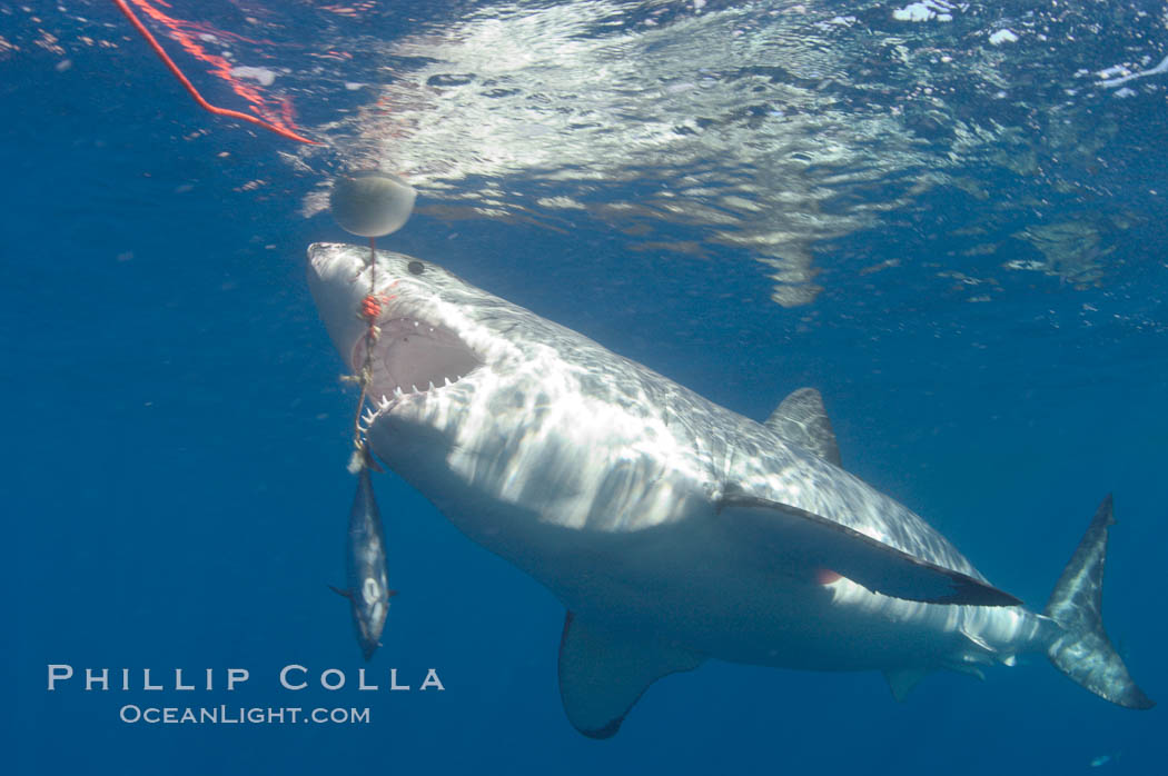 A great white shark lunges to chomp a piece of bait hanging amid the clear waters of Isla Guadalupe, far offshore of the Pacific Coast of Baja California.  Guadalupe Island is host to a concentration of large great white sharks, which visit the island to feed on pinnipeds and tuna. Guadalupe Island (Isla Guadalupe), Mexico, Carcharodon carcharias, natural history stock photograph, photo id 07682