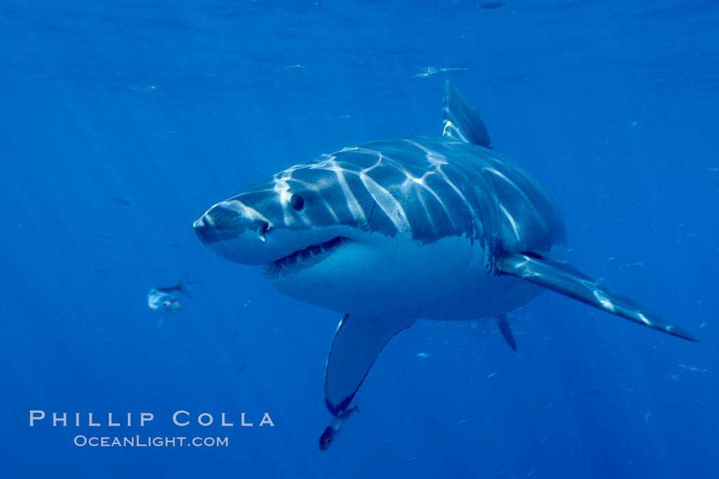 A great white shark swims through the clear waters of Isla Guadalupe, far offshore of the Pacific Coast of Baja California.  Guadalupe Island is host to a concentration of large great white sharks, which visit the island to feed on pinnipeds and tuna. Guadalupe Island (Isla Guadalupe), Mexico, Carcharodon carcharias, natural history stock photograph, photo id 07726