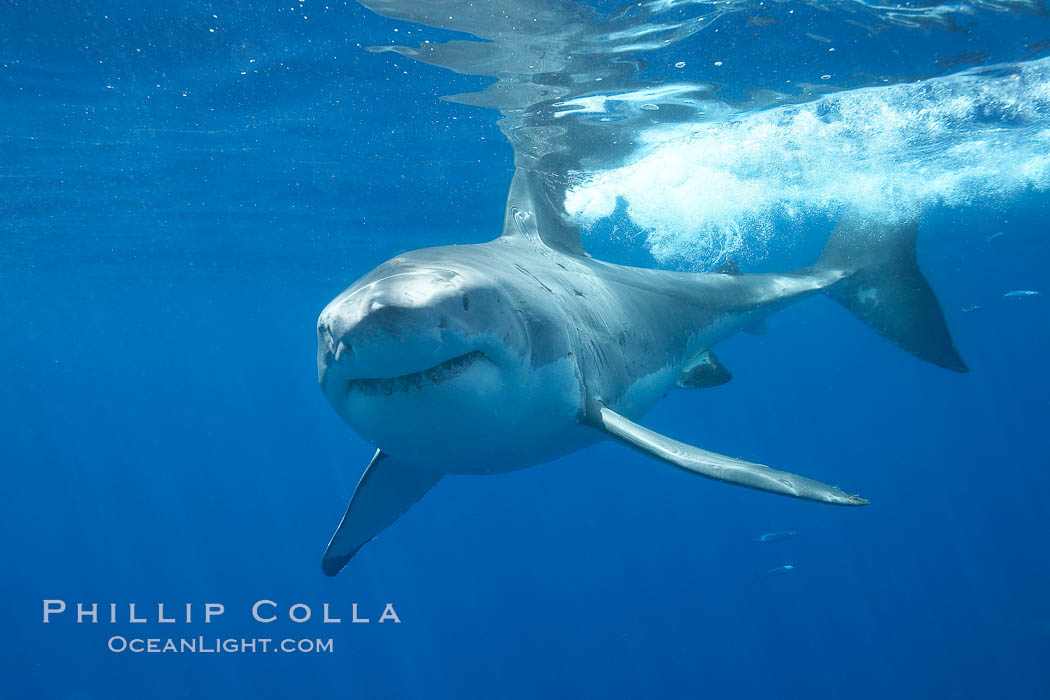 A great white shark swims through the clear waters of Isla Guadalupe, far offshore of the Pacific Coast of Mexico's Baja California. Guadalupe Island is host to a concentration of large great white sharks, which visit the island to feed on pinnipeds and use it as a staging area before journeying farther into the Pacific ocean. Guadalupe Island (Isla Guadalupe), Carcharodon carcharias, natural history stock photograph, photo id 19462