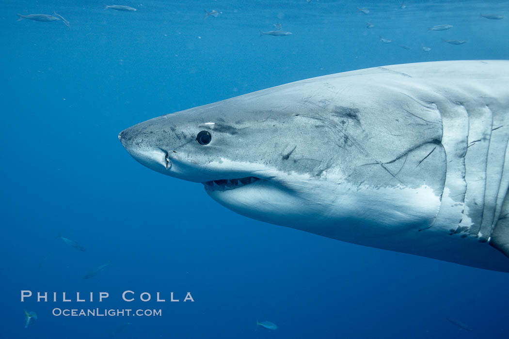 Great white shark, underwater. Guadalupe Island (Isla Guadalupe), Baja California, Mexico, Carcharodon carcharias, natural history stock photograph, photo id 21466