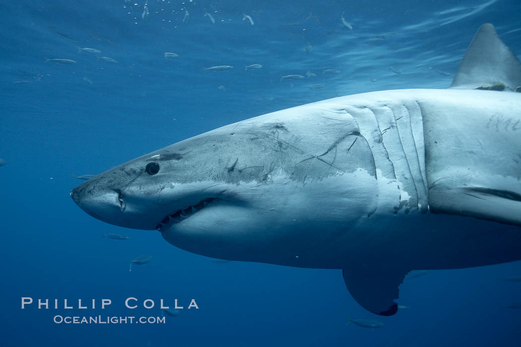 Great white shark, underwater. Guadalupe Island (Isla Guadalupe), Baja California, Mexico, Carcharodon carcharias, natural history stock photograph, photo id 21474