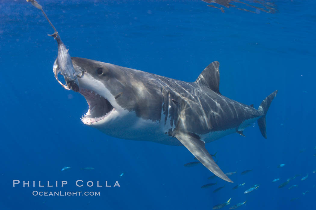 A great white shark lunges to chomp a piece of bait hanging amid the clear waters of Isla Guadalupe, far offshore of the Pacific Coast of Baja California.  Guadalupe Island is host to a concentration of large great white sharks, which visit the island to feed on pinnipeds and tuna. Guadalupe Island (Isla Guadalupe), Mexico, Carcharodon carcharias, natural history stock photograph, photo id 07680