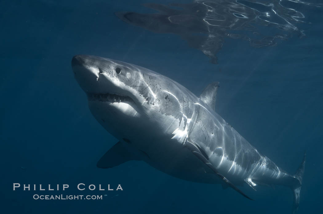 A great white shark swims through the clear waters of Isla Guadalupe, far offshore of the Pacific Coast of Baja California.  Guadalupe Island is host to a concentration of large great white sharks, which visit the island to feed on pinnipeds and tuna. Guadalupe Island (Isla Guadalupe), Mexico, Carcharodon carcharias, natural history stock photograph, photo id 07724