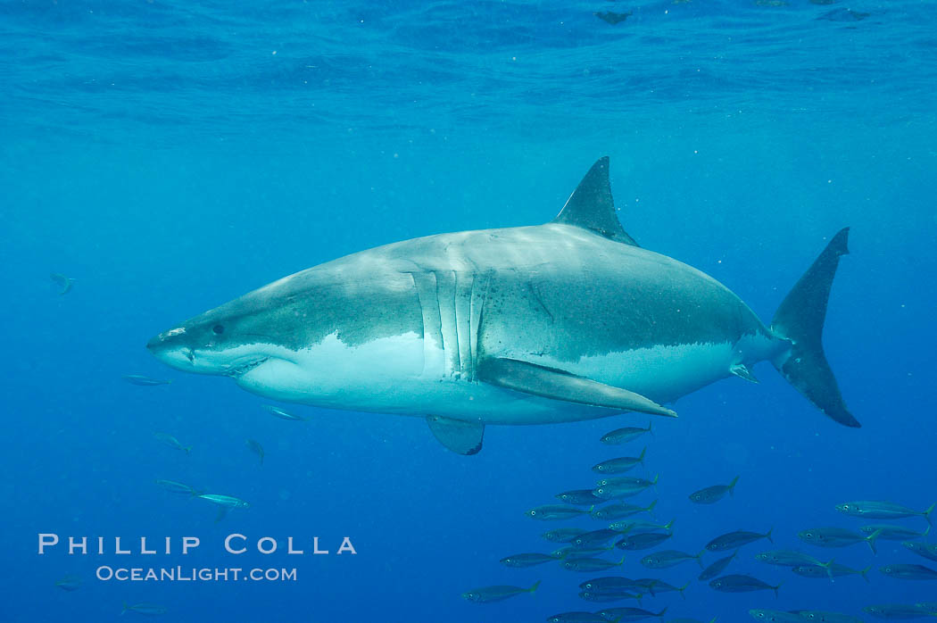 A great white shark underwater.  A large great white shark cruises the clear oceanic waters of Guadalupe Island (Isla Guadalupe). Baja California, Mexico, Carcharodon carcharias, natural history stock photograph, photo id 10112