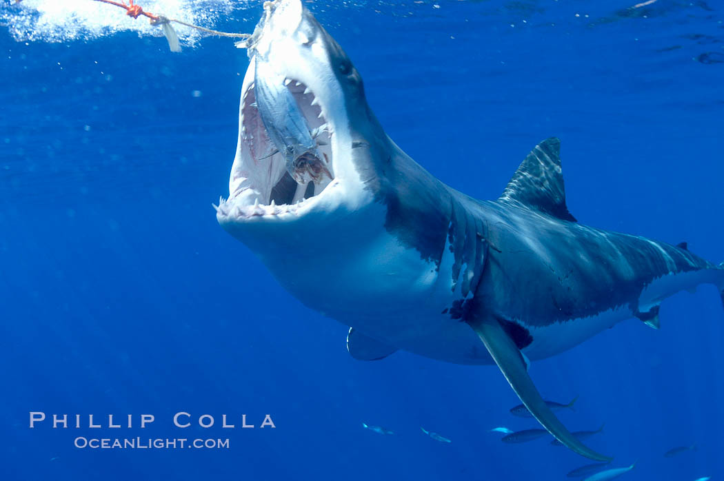 A great white shark lunges to chomp a piece of bait hanging amid the clear waters of Isla Guadalupe, far offshore of the Pacific Coast of Baja California.  Guadalupe Island is host to a concentration of large great white sharks, which visit the island to feed on pinnipeds and tuna. Guadalupe Island (Isla Guadalupe), Mexico, Carcharodon carcharias, natural history stock photograph, photo id 07683