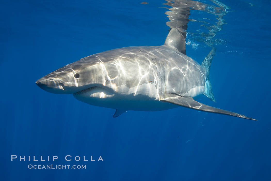 A great white shark is countershaded, with a dark gray dorsal color and light gray to white underside, making it more difficult for the shark's prey to see it as approaches from above or below in the water column.  The particular undulations of the countershading line along its side, where gray meets white, is unique to each shark and helps researchers to identify individual sharks in capture-recapture studies. Guadalupe Island is host to a relatively large population of great white sharks who, through a history of video and photographs showing their  countershading lines, are the subject of an ongoing study of shark behaviour, migration and population size. Guadalupe Island (Isla Guadalupe), Baja California, Mexico, Carcharodon carcharias, natural history stock photograph, photo id 19455