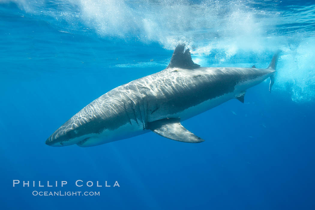 A great white shark is countershaded, with a dark gray dorsal color and light gray to white underside, making it more difficult for the shark's prey to see it as approaches from above or below in the water column.  The particular undulations of the countershading line along its side, where gray meets white, is unique to each shark and helps researchers to identify individual sharks in capture-recapture studies. Guadalupe Island is host to a relatively large population of great white sharks who, through a history of video and photographs showing their  countershading lines, are the subject of an ongoing study of shark behaviour, migration and population size. Guadalupe Island (Isla Guadalupe), Baja California, Mexico, Carcharodon carcharias, natural history stock photograph, photo id 19459