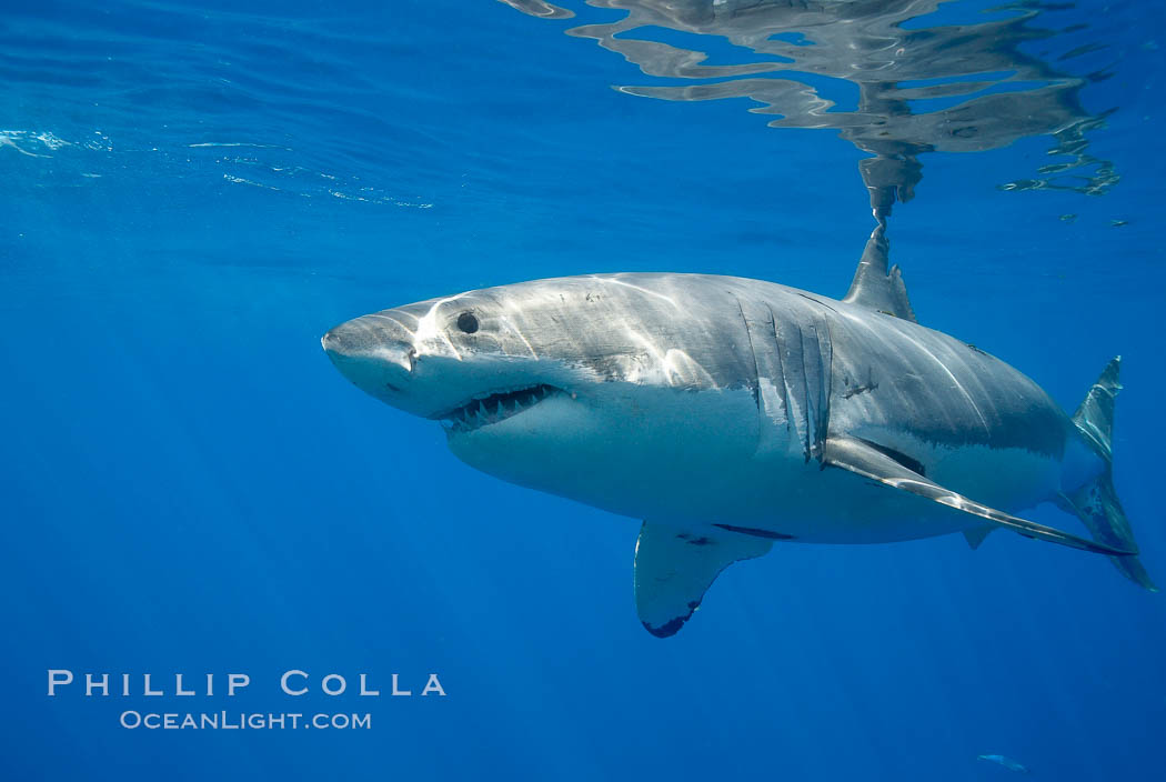 A great white shark is countershaded, with a dark gray dorsal color and light gray to white underside, making it more difficult for the shark's prey to see it as approaches from above or below in the water column.  The particular undulations of the countershading line along its side, where gray meets white, is unique to each shark and helps researchers to identify individual sharks in capture-recapture studies. Guadalupe Island is host to a relatively large population of great white sharks who, through a history of video and photographs showing their  countershading lines, are the subject of an ongoing study of shark behaviour, migration and population size. Guadalupe Island (Isla Guadalupe), Baja California, Mexico, Carcharodon carcharias, natural history stock photograph, photo id 19463