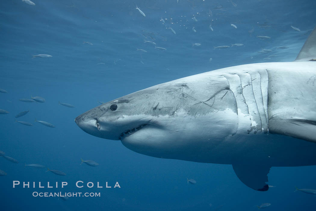 Great white shark, underwater. Guadalupe Island (Isla Guadalupe), Baja California, Mexico, Carcharodon carcharias, natural history stock photograph, photo id 21475