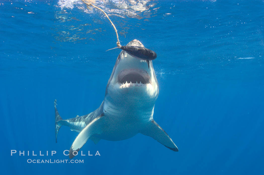 A great white shark lunges to chomp a piece of bait hanging amid the clear waters of Isla Guadalupe, far offshore of the Pacific Coast of Baja California.  Guadalupe Island is host to a concentration of large great white sharks, which visit the island to feed on pinnipeds and tuna. Guadalupe Island (Isla Guadalupe), Mexico, Carcharodon carcharias, natural history stock photograph, photo id 07681