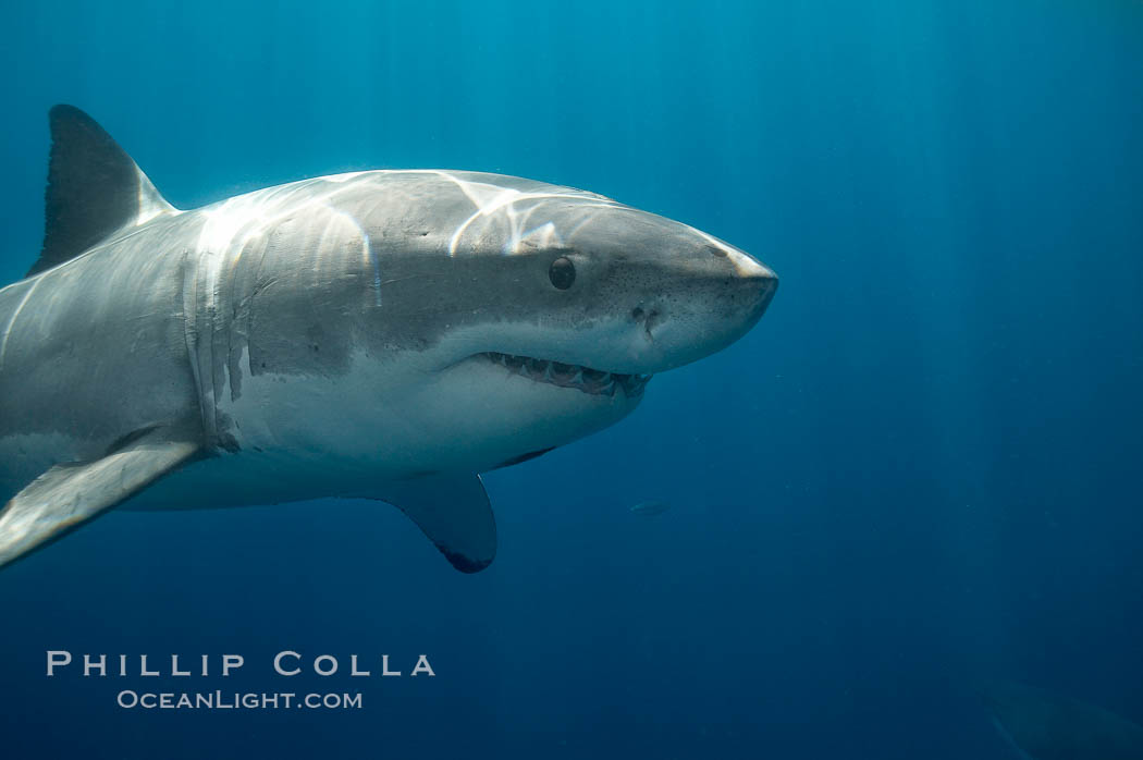 A great white shark swims toward the photographer.  Perhaps the shark is considering him as possible prey?  The photographer, a "shark diver" is safely situated in a sturdy metal cage.  The best  location in the world to "shark dive" to view great white sharks is Mexico's Guadalupe Island. Guadalupe Island (Isla Guadalupe), Baja California, Carcharodon carcharias, natural history stock photograph, photo id 19461