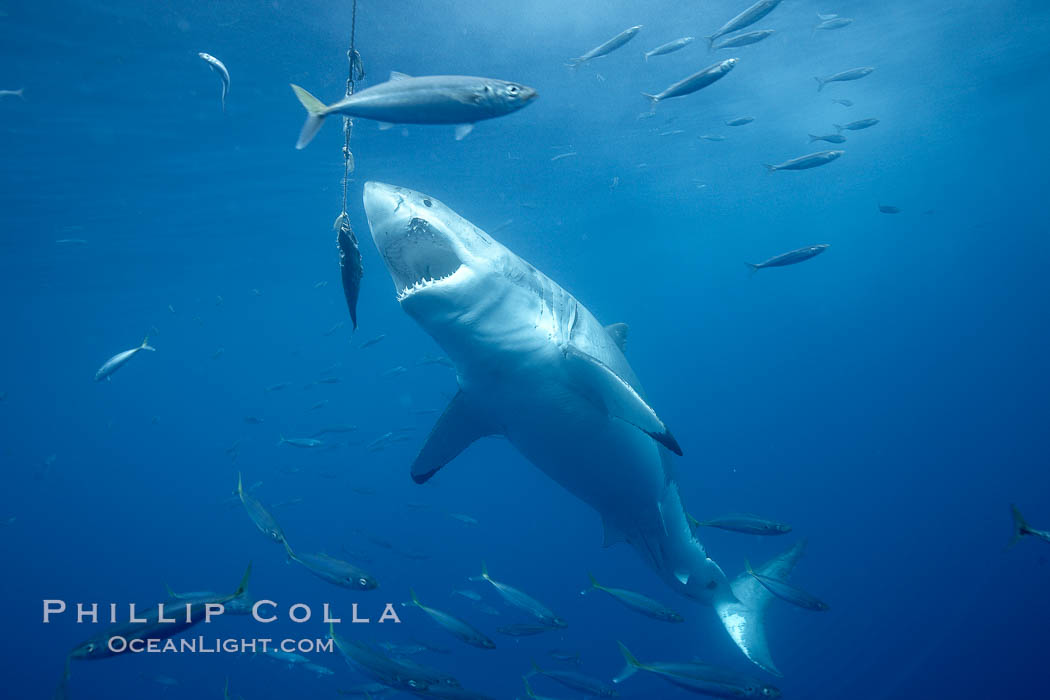 Great white shark, underwater. Guadalupe Island (Isla Guadalupe), Baja California, Mexico, Carcharodon carcharias, natural history stock photograph, photo id 21469