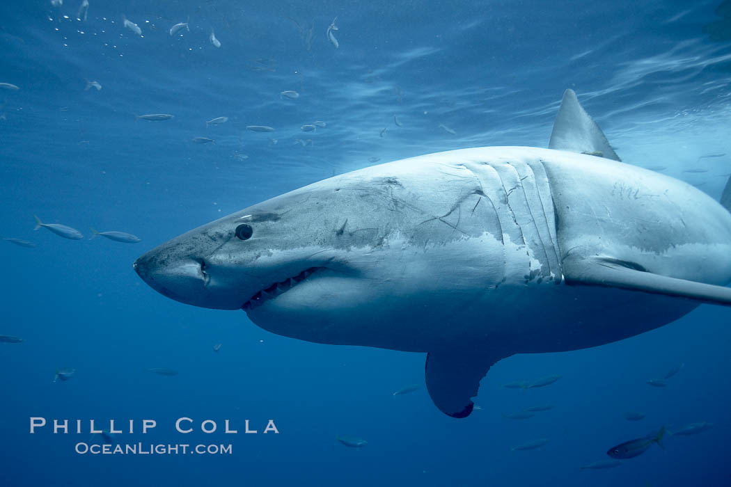 Great white shark, underwater. Guadalupe Island (Isla Guadalupe), Baja California, Mexico, Carcharodon carcharias, natural history stock photograph, photo id 21473