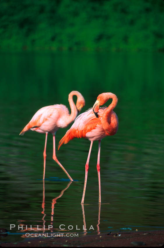 Greater flamingo. Floreana Island, Galapagos Islands, Ecuador, Phoenicopterus ruber, natural history stock photograph, photo id 02279