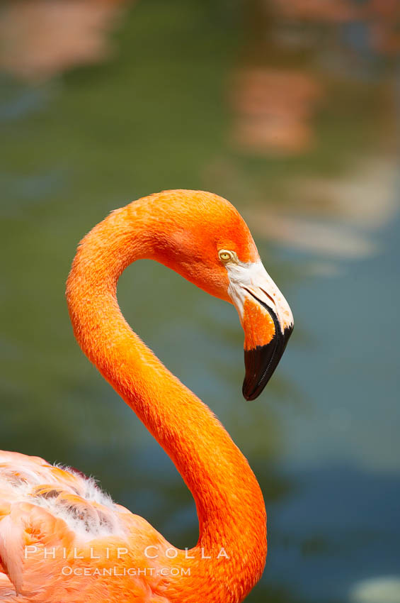 Caribbean flamingo., Phoenicopterus ruber, natural history stock photograph, photo id 12761