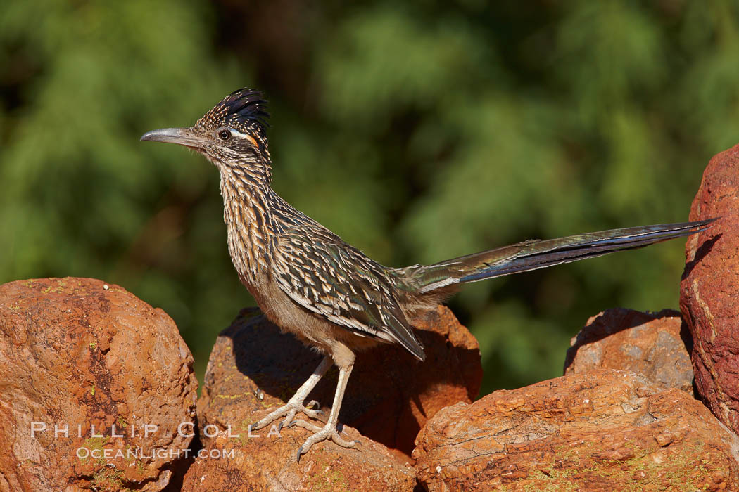 Greater roadrunner. Amado, Arizona, USA, Geococcyx californianus, natural history stock photograph, photo id 22950