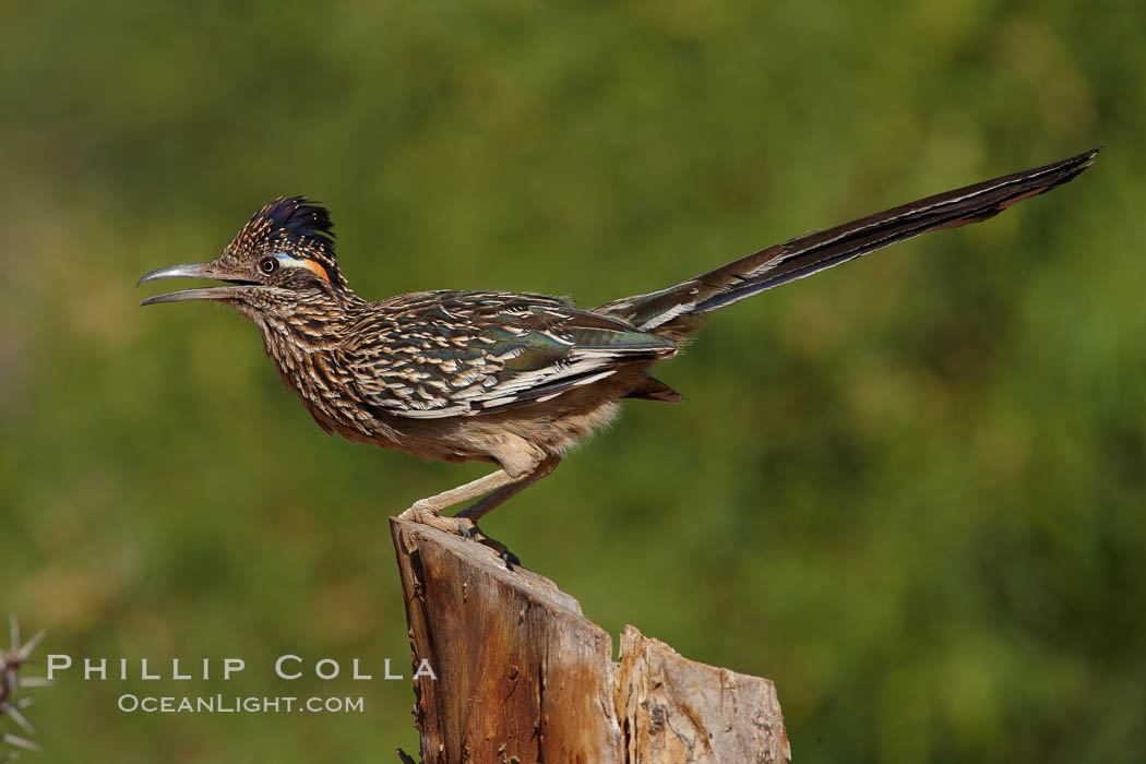 Greater roadrunner. Amado, Arizona, USA, Geococcyx californianus, natural history stock photograph, photo id 23042