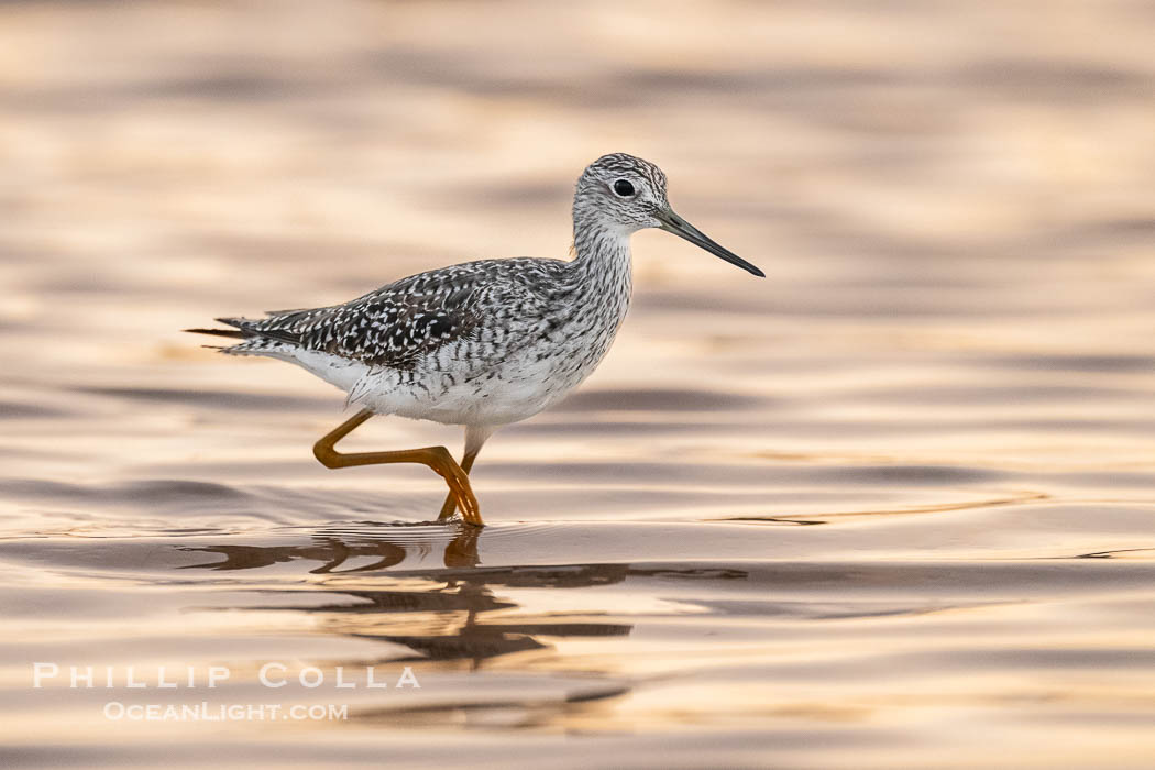 Greater Yellowlegs at sunrise, Tringa melanoleuca, Fort De Soto, Florida, Tringa melanoleuca, Fort De Soto Park, St. Petersburg Greater Yellowlegs at sunrise, Tringa melanoleuca, Fort De Soto, Florida, Tringa melanoleuca, Fort De Soto Park, St. Petersburg