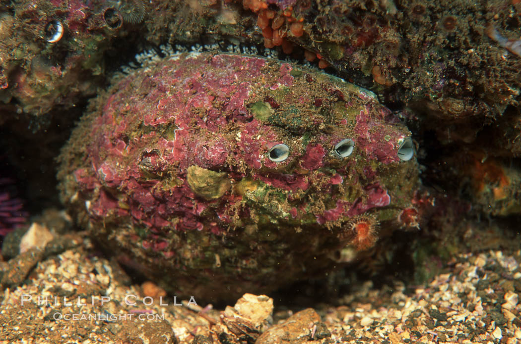 Pink abalone. San Clemente Island, California, USA, Haliotis corrugata, natural history stock photograph, photo id 01058