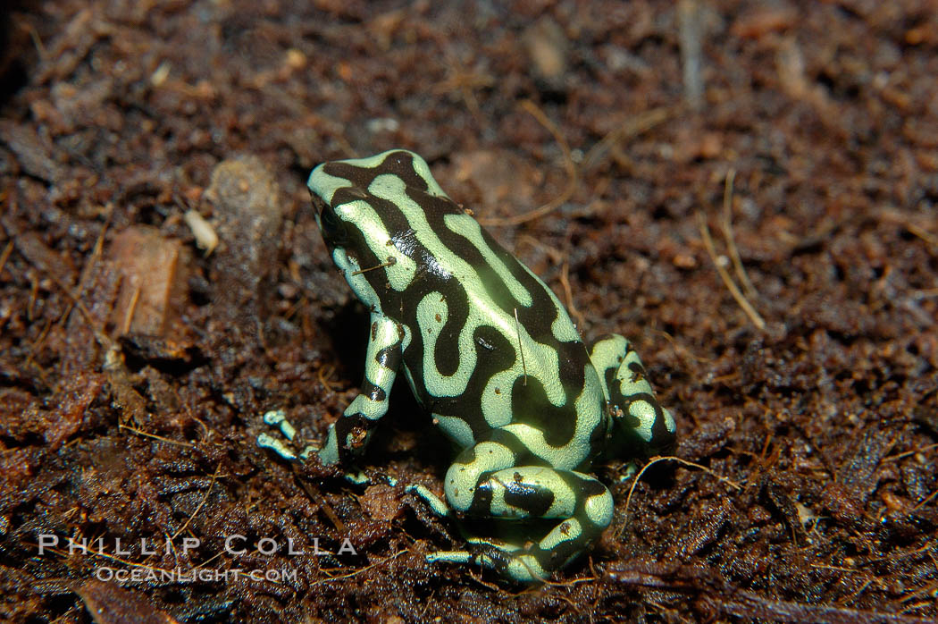 Green and black poison dart frog, native to Central and South America., Dendrobates auratus, natural history stock photograph, photo id 09826