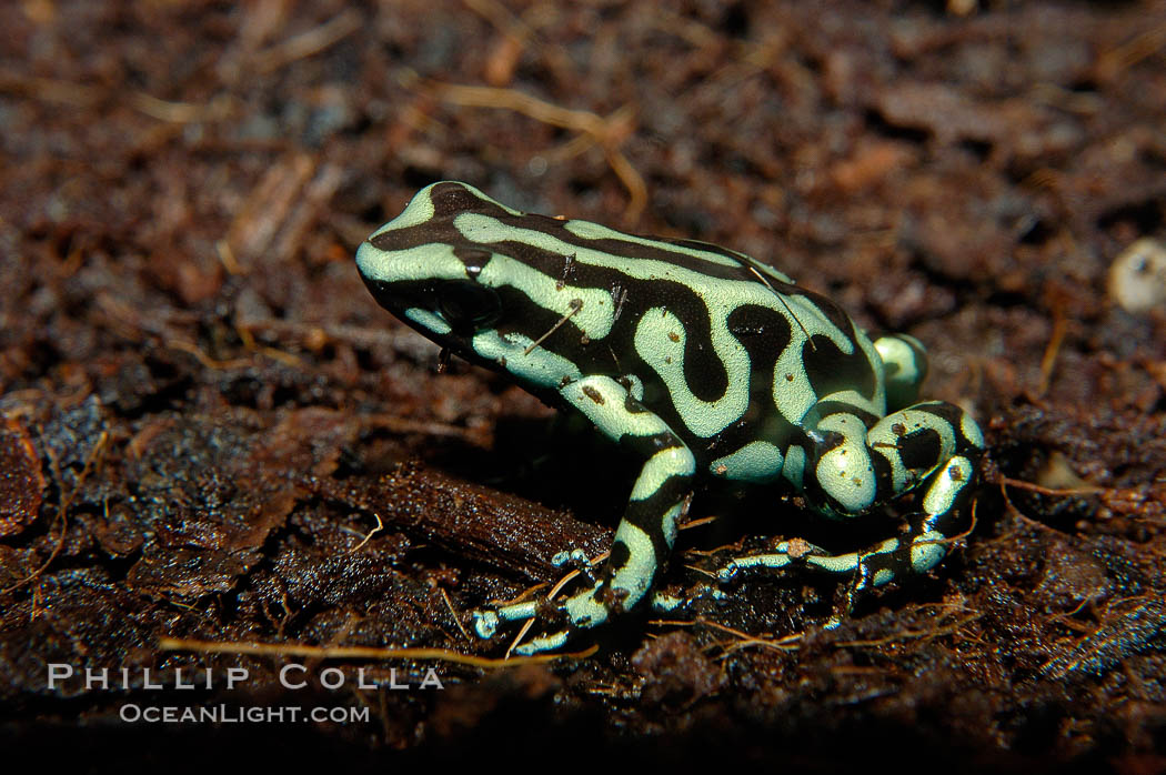 Green and black poison dart frog, native to Central and South America., Dendrobates auratus, natural history stock photograph, photo id 09824