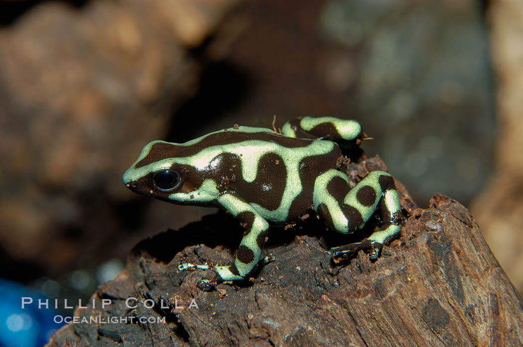 Green and black poison dart frog, native to Central and South America., Dendrobates auratus, natural history stock photograph, photo id 09825