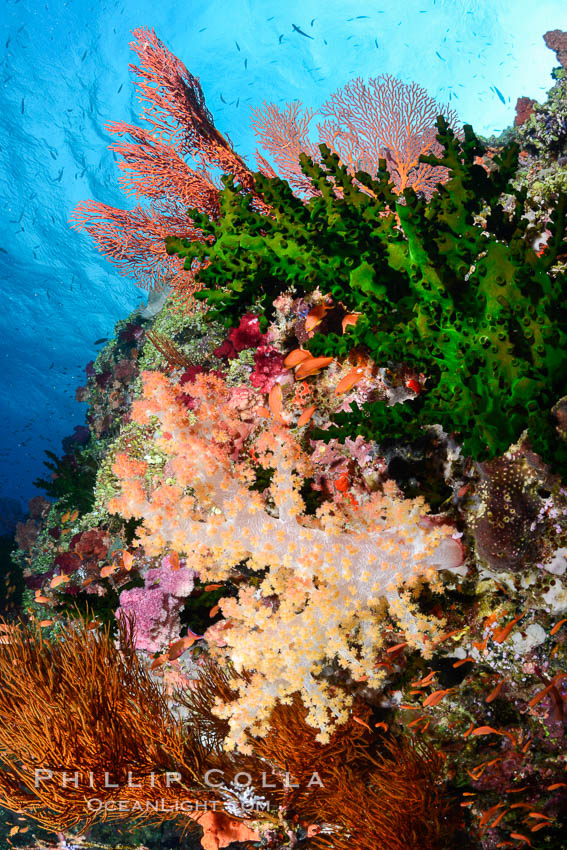 Green fan coral and dendronephthya soft corals on pristine reef, both extending polyps into ocean currents to capture passing plankton, Fiji., Dendronephthya, Tubastrea micrantha, natural history stock photograph, photo id 31610